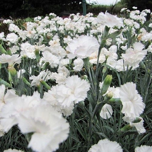 Dianthus Angel Of Purity, Carnation - 1.5Ltr