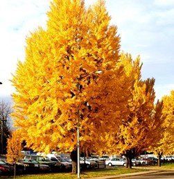Gingko Autumn Gold, Maidenhair - Pb28