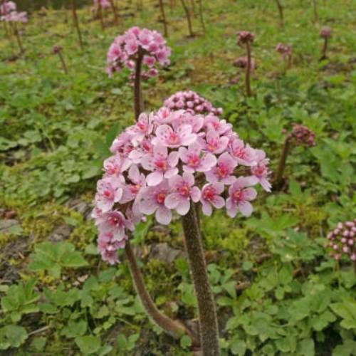 Darmeria peltata, Umbrella Plant - 2Ltr/Pb6.5