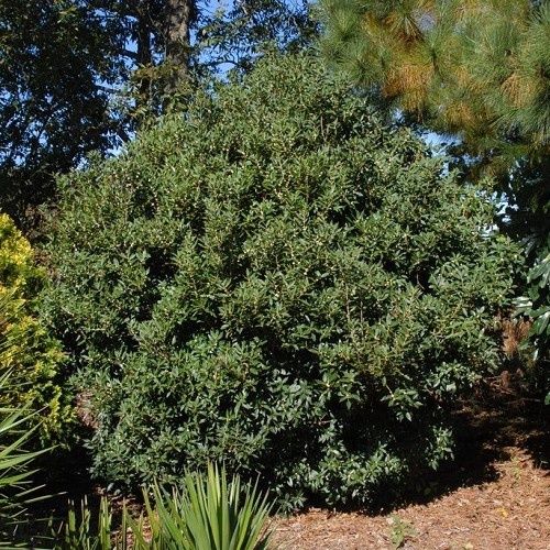 Osmanthus heterophyllus, Holly Osmanthus - 3.5Ltr