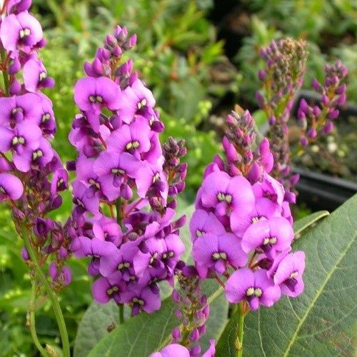 Hardenbergia violacea Regent, Purple Coral Pea - 2.5Ltr