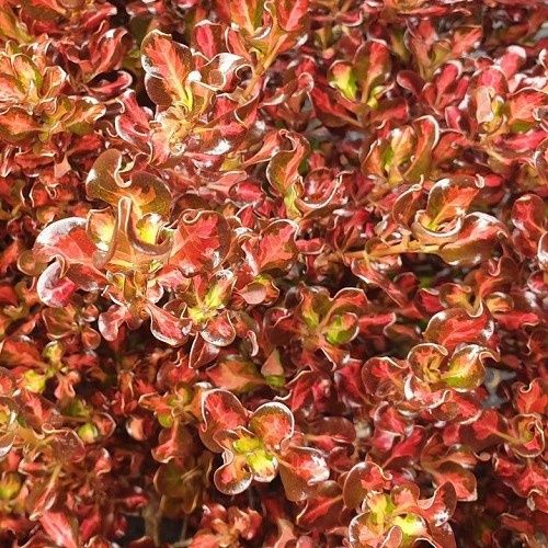 Coprosma Wendy's Wonder - 2.5Ltr