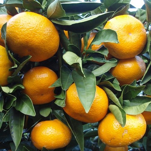 Mandarin Satsuma - Pb10
