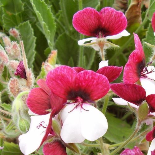 Pelargonium Splendide - 2Ltr