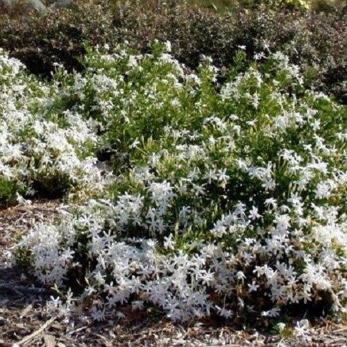 Jasminum angulare, Angular Jasmine - 2.5Ltr