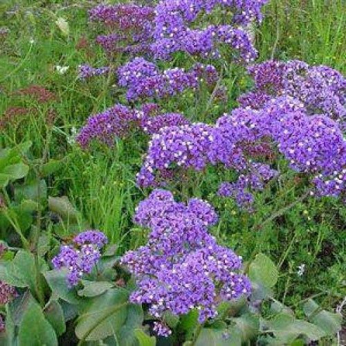 Limonium Atlantis Blue Smoke, Statice - 1.5Ltr