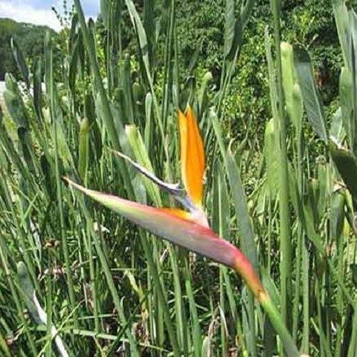Strelitzia parvifolia, Spoonbill Strelitzia - 2.5Ltr