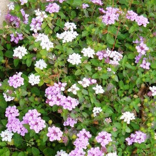 Lantana montevidensis, Trailing Lantana - Pb5