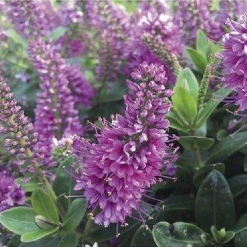 Hebe Catherine - 2Ltr