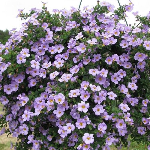 Bacopa Gulliver Blue - 1.5Ltr
