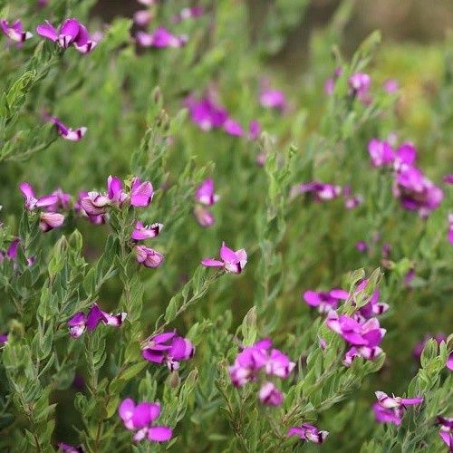 Polygala Dazzler - Pb12