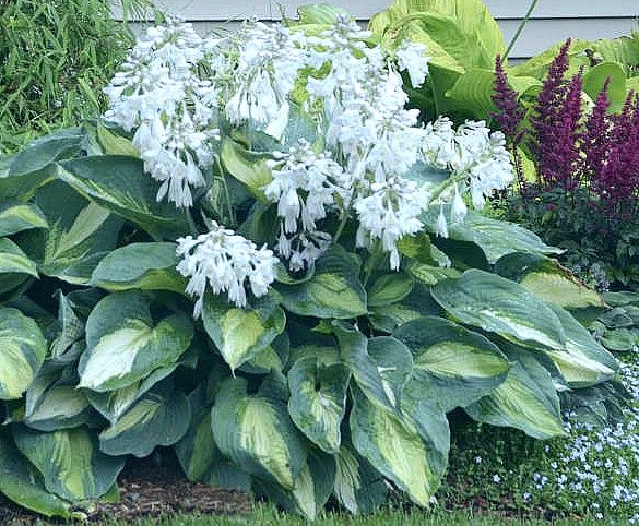 Hosta Hudson Bay - 1.5Ltr