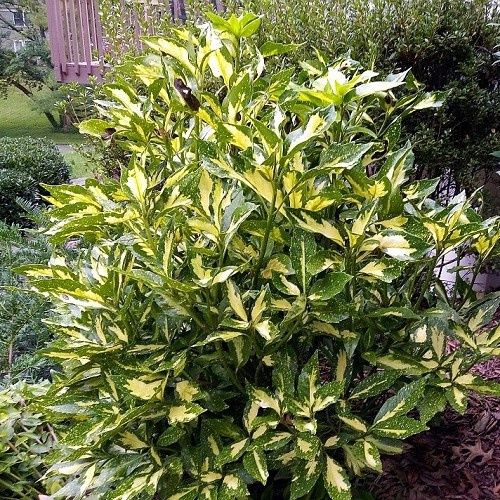 Aucuba Picturata, Spotted Laurel - 2.5Ltr