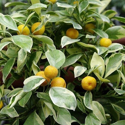 Citrus Calamondin Variegata - 4.7Ltr