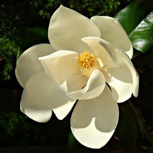 Magnolia D. D. Blanchard - Pb28