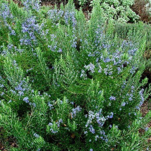 Rosmarinus Tuscan Blue - Pb5/Pb6.5 (30/50)