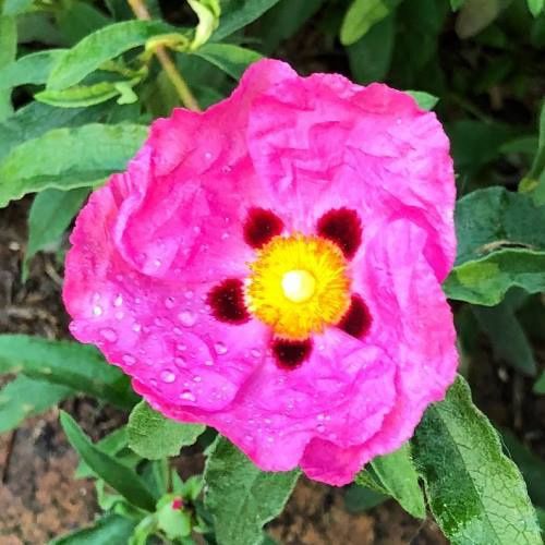 Cistus Brilliancy - Pb5