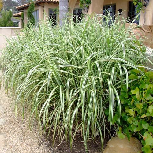Miscanthus Variegatus - 2Ltr/3Ltr (40/60)