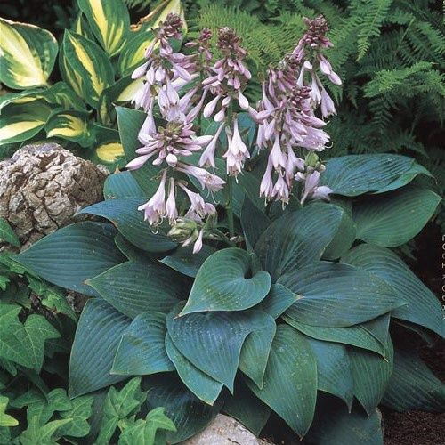 Hosta Halcyon - Pb3