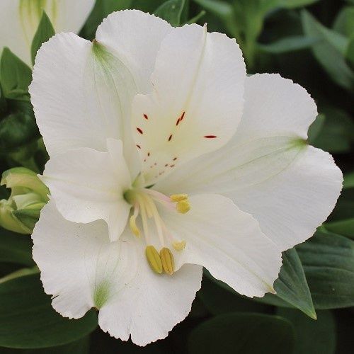 Alstroemeria Snow White, Peruvian Lily - 1.9Ltr