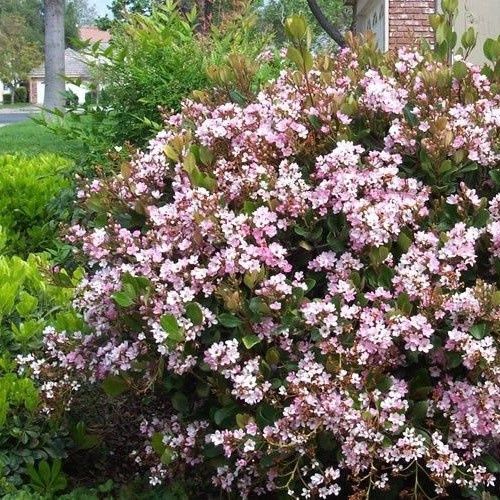 Rhaphiolepis Apple Blossom, Indian Hawthorn- 2Ltr