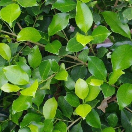 Ficus Tuffi - 45Ltr (200/250)