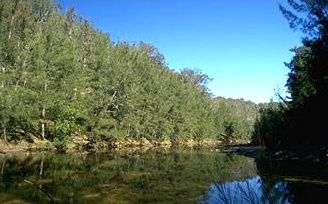 Casuarina cunninghamiana, River She-oak - Pot