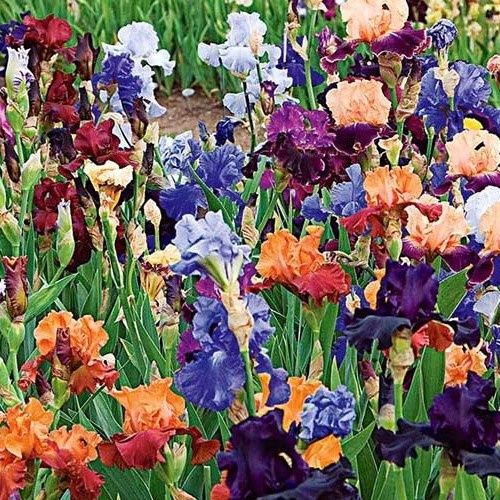 Bearded Iris - 2.5Ltr