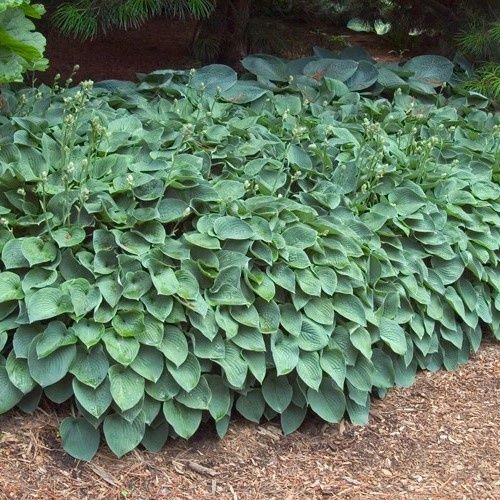 Hosta Pacific Blue Edger - 2Ltr