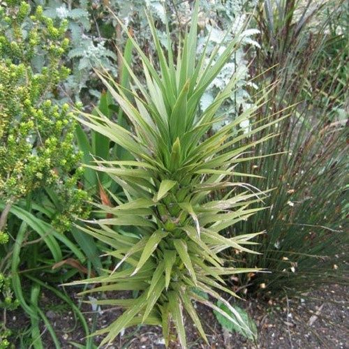 Cordyline australis Karo Kiri - 2Ltr