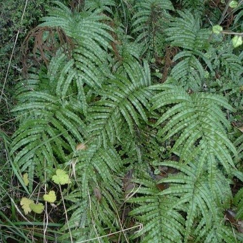 Parablechnum montanum, Mountain Kiokio - 1.5Ltr/2Ltr