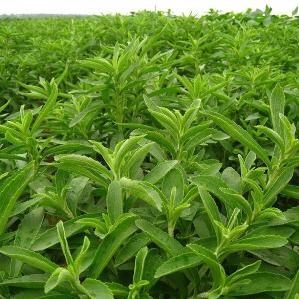 Stevia - Pot