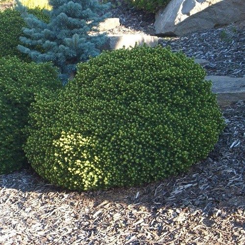 Picea Little Gem, Norway Spruce - 1Ltr