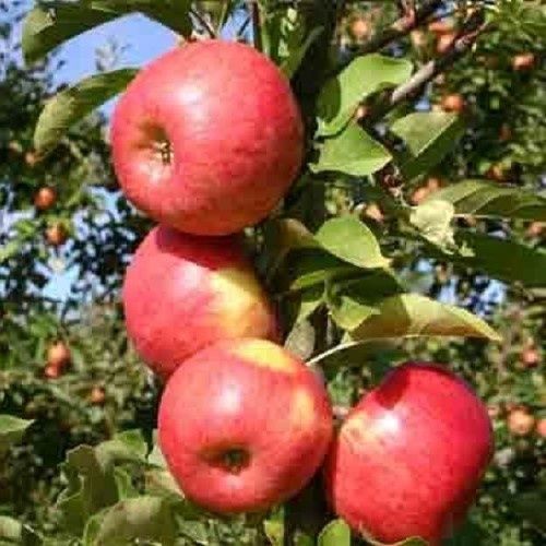 Apple Sweet and Sour Candy - Pb12