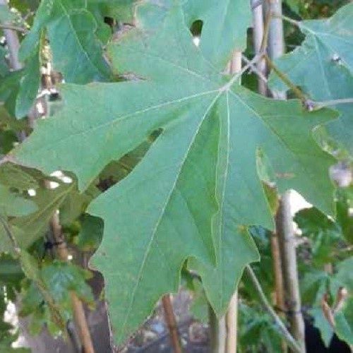 Platanus Ace Of Clubs, Oriental Plane - Pb28