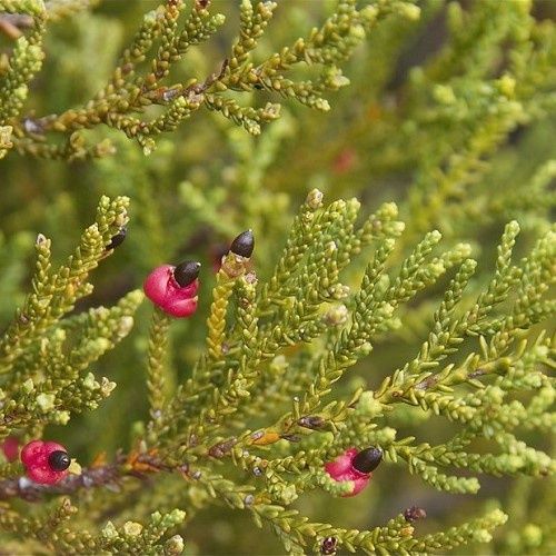 Lepidothamnus intermedius, Yellow Silver Pine - Pot