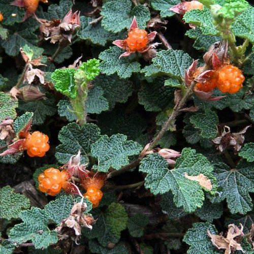 Rubus pentalobus, Orangeberry - Pb5/Pb6.5