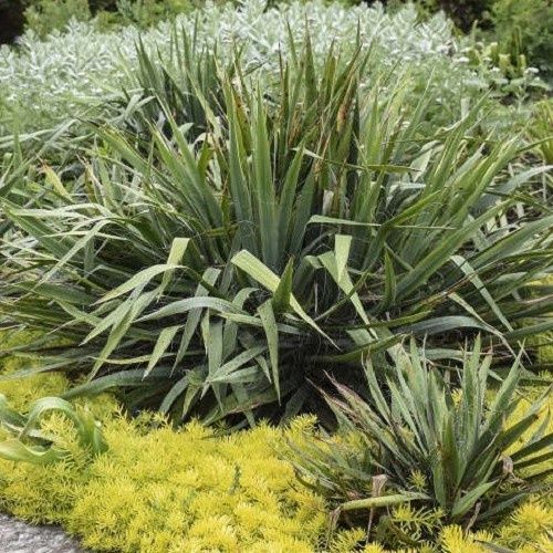 Furcraea roezlii - Pb8