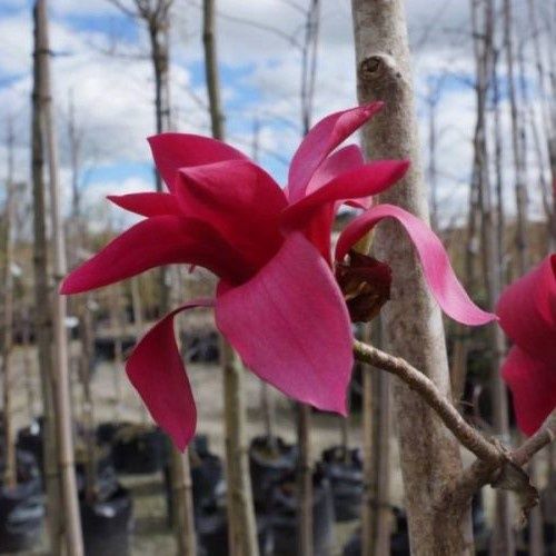 Magnolia Strawberry Fields - Pb28