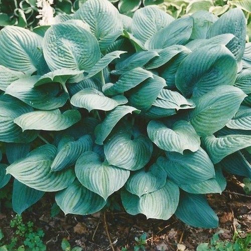 Hosta Blue Veil - 2Ltr
