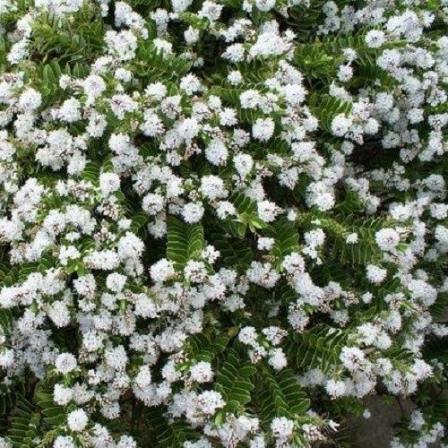 Hebe elliptica, Kokomuka - 2.5Ltr