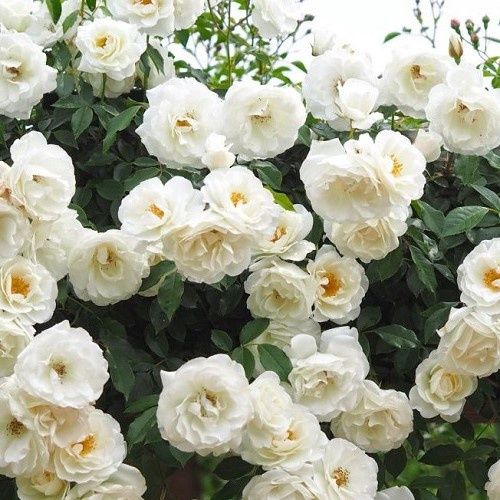 Rose Iceberg Supreme (climbing)