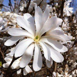 Magnolia stellata Waterlily - Pb8/Pb18