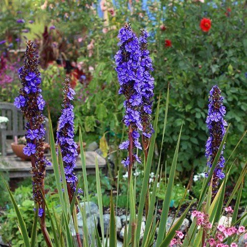 Aristea major, Blue Sceptre - Pb5/Pb6.5