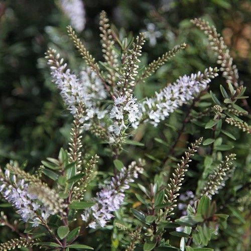 Hebe Champagne - 2.5Ltr