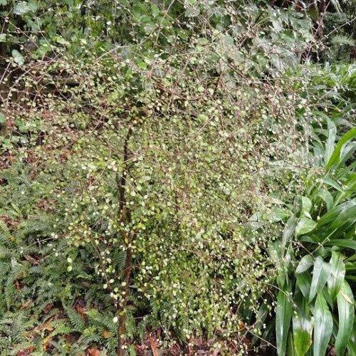 Coprosma crassifolia, Mikimiki - Pot