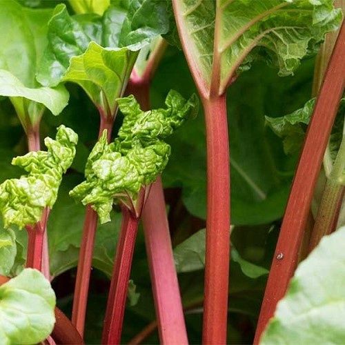 Rhubarb Ruby Tart - 2Ltr