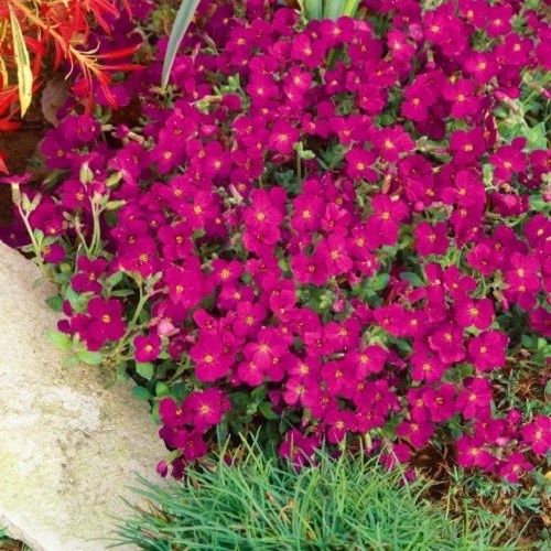 Aubrieta Rose - Pot
