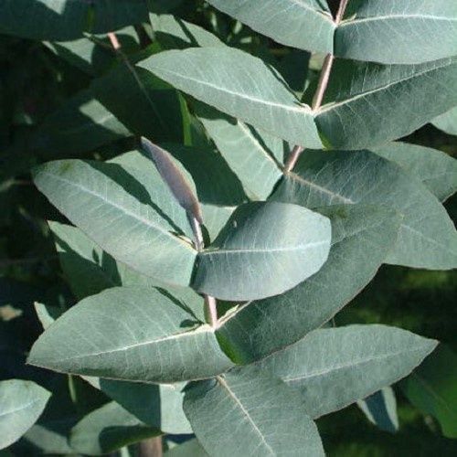 Eucalyptus nitens, Shining Gum - Pb6.5