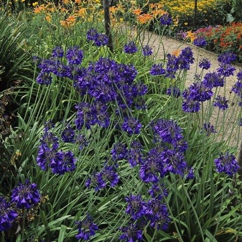 Agapanthus Black Pantha - Pb5/Pb6.5